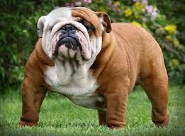 BULLDOG