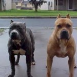 PIT BULLS #10