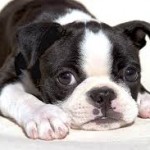 BOSTON TERRIER - 2