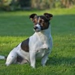 JACK RUSSEL TERRIER