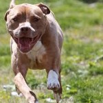 PIT BULL RUNNING