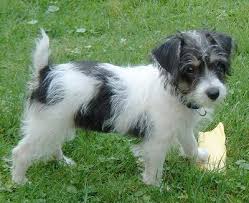 Jack Russell Poodle mix